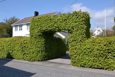 Taille de haies & Débroussaillage Laberlière